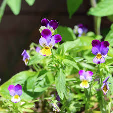 Attēlu rezultāti vaicājumam “Viola uliginosa bud”