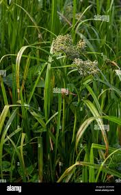 Attēlu rezultāti vaicājumam “Scirpus sylvaticus leaf”