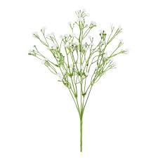 Attēlu rezultāti vaicājumam “Gypsophila fastigiata bud”
