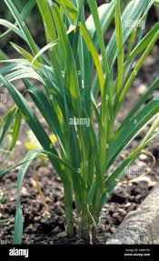 Attēlu rezultāti vaicājumam “Allium sativum”