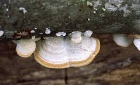 Attēlu rezultāti vaicājumam “Trametes hirsuta”