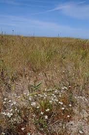 Attēlu rezultāti vaicājumam “Sagina nodosa”