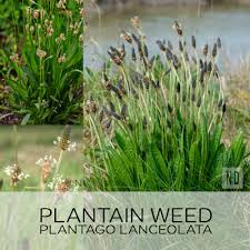 Attēlu rezultāti vaicājumam “Plantago lanceolata bud”