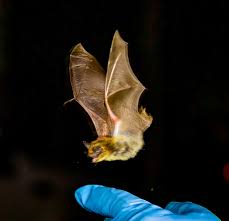 Attēlu rezultāti vaicājumam “Badhamia bethelii young”