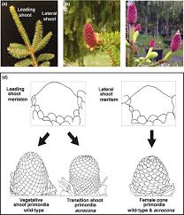 Attēlu rezultāti vaicājumam “Picea abies female flower”