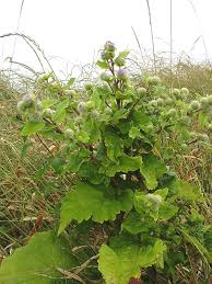 Attēlu rezultāti vaicājumam “Arctium”