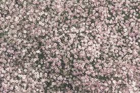 Attēlu rezultāti vaicājumam “Gypsophila fastigiata bud”