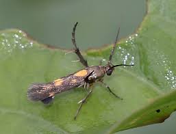 Attēlu rezultāti vaicājumam “Scythrididae”