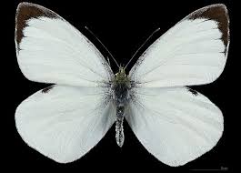 Attēlu rezultāti vaicājumam “Pieris brassicae female”