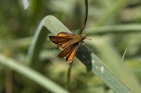 Attēlu rezultāti vaicājumam “Hesperia comma male”