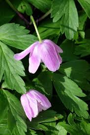 Attēlu rezultāti vaicājumam “Anemone nemorosa bud”