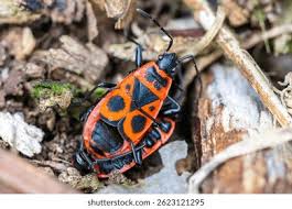 Attēlu rezultāti vaicājumam “Pyrrhocoris apterus”