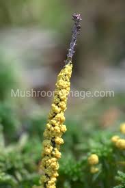 Attēlu rezultāti vaicājumam “Physarum virescens”