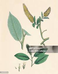 Attēlu rezultāti vaicājumam “Salix pentandra flower”