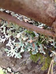 Attēlu rezultāti vaicājumam “Parmelia submontana”