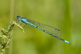 Attēlu rezultāti vaicājumam “Coenagrion armatum female”