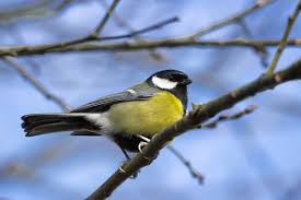 Attēlu rezultāti vaicājumam “Parus major”