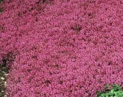 Attēlu rezultāti vaicājumam “Thymus serpyllum”