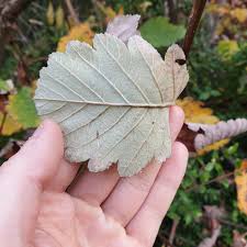 Attēlu rezultāti vaicājumam “Sorbus intermedia leaf”