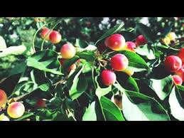 Attēlu rezultāti vaicājumam “Malus prunifolia fruit”