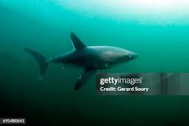 Image result for Lamna nasus