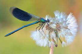 Attēlu rezultāti vaicājumam “Calopteryx splendens”