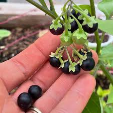 Attēlu rezultāti vaicājumam “Solanum nigrum”