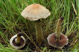 Attēlu rezultāti vaicājumam “Psathyrella lacrymabunda”