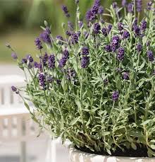 Image result for Lavendel