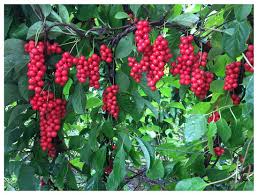 Attēlu rezultāti vaicājumam “Schisandra chinensis”