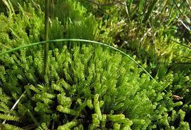 Attēlu rezultāti vaicājumam “Paludella squarrosa”