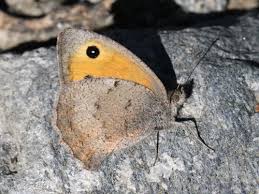 Attēlu rezultāti vaicājumam “Hyponephele lycaon”