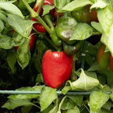 Afbeeldingsresultaat voor california wonder 300 sweet pepper