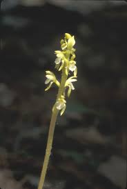 Attēlu rezultāti vaicājumam “Corallorhiza trifida”