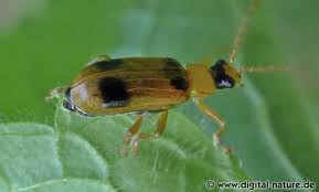 Attēlu rezultāti vaicājumam “Phyllobrotica quadrimaculata”