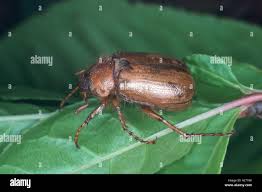 Attēlu rezultāti vaicājumam “Serica brunnea”