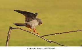 Image result for Falco vespertinus