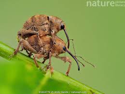Attēlu rezultāti vaicājumam “Curculio venosus”
