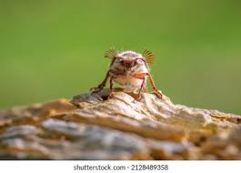 Attēlu rezultāti vaicājumam “Melolontha hippocastani”