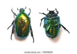 Attēlu rezultāti vaicājumam “Cetonia aurata”