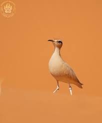 Image result for Cursorius cursor