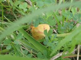 Attēlu rezultāti vaicājumam “Diacrisia sannio larva”