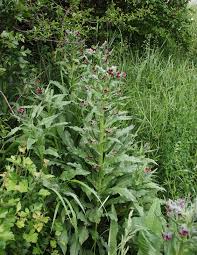 Attēlu rezultāti vaicājumam “Cynoglossum officinale”