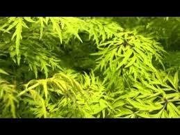 Attēlu rezultāti vaicājumam “Sambucus racemosa leaf”