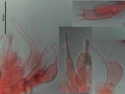 Attēlu rezultāti vaicājumam “Pachyphloeus melanoxanthus”