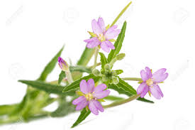 Attēlu rezultāti vaicājumam “Epilobium roseum”