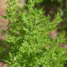 Image result for Artemisia annua