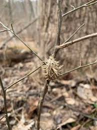 Attēlu rezultāti vaicājumam “Akanthomyces aculeatus”