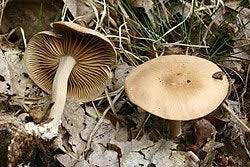 Attēlu rezultāti vaicājumam “Collybia tuberosa”