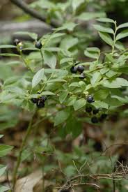 Attēlu rezultāti vaicājumam “Vaccinium angustifolium”